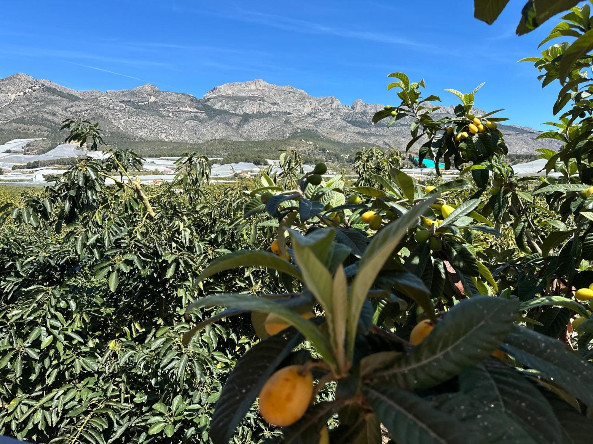 Casa Rural Altaret Callosa de Ensarriá Kültér fotó